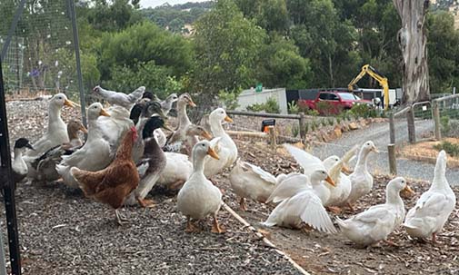 Our Peking Ducks