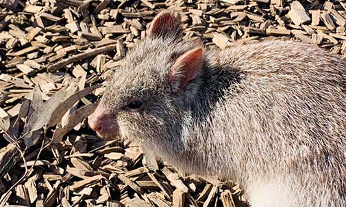 Billy the bettong